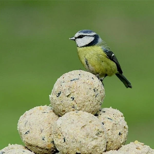 RSPB Super Suet Ball 50 Box 2 RSPB Super Suet Ball 50 Box - Image 2