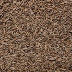 Henry Bell Mealworm For Wild Birds 1kg -Westland || KOOPMAN || Felco Shop 1161354 1
