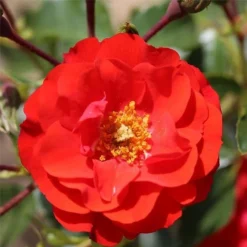 'Grandpa's Rose' Gift Rose 4.5L