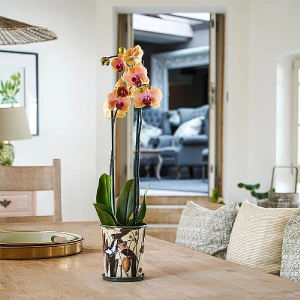 Kew Botanical Retreat Planter With Saucer 16cm 4 Kew Botanical Retreat Planter With Saucer 16cm - Image 4