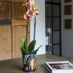 Kew Eclectic Orangery Planter With Saucer 16cm -Westland || KOOPMAN || Felco Shop 1227767 4