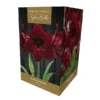 Amaryllis Black Pearl Gift Pack