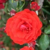 Trumpeter Floribunda Rose - 3 Ltr Pot