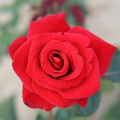 Happy Ruby Wedding Hybrid Tea Rose - 3 Ltr Pot