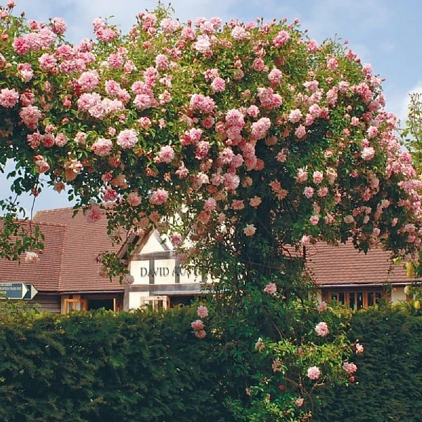 Paul Noel Climbing/Rambling Rose 6L 1 Paul Noel Climbing/Rambling Rose 6L