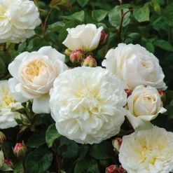 Tranquillity Fragrant English Shrub Rose 6L