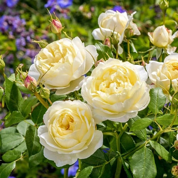 Vanessa Bell Shrub Rose 6L 1 Vanessa Bell Shrub Rose 6L