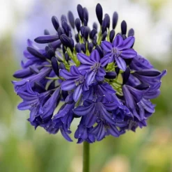 Agapanthus 'Dark Silk'