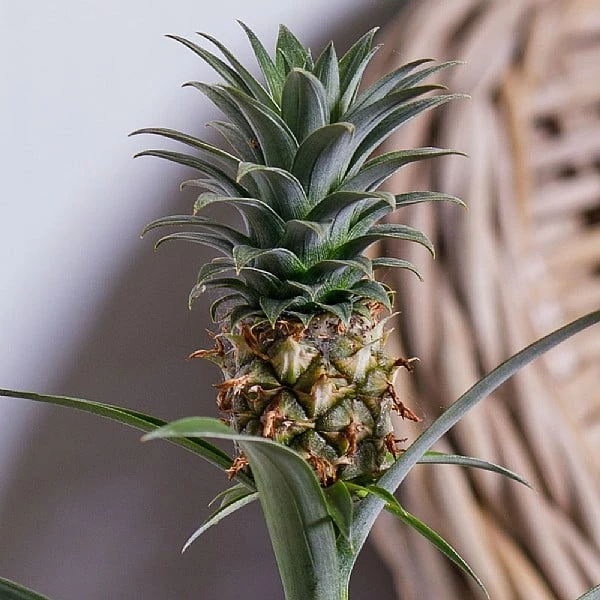 Ananas Mi Amigo (Pineapple Plant) 3 Ananas Mi Amigo (Pineapple Plant) - Image 3
