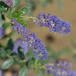 Ceanothus 'Italian Skies'