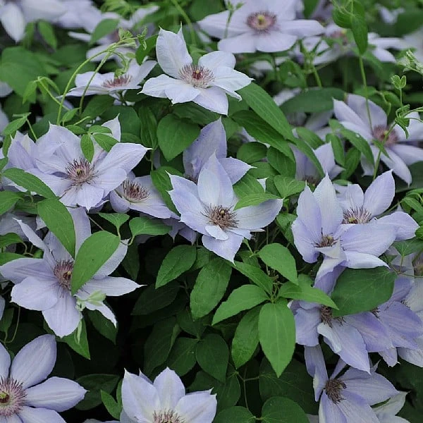 Clematis 'Bernadine' 1 Clematis 'Bernadine'