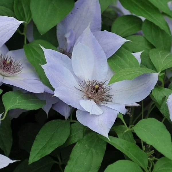 Clematis 'Bernadine' 2 Clematis 'Bernadine' - Image 2