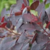 Cotinus 'Royal Purple'