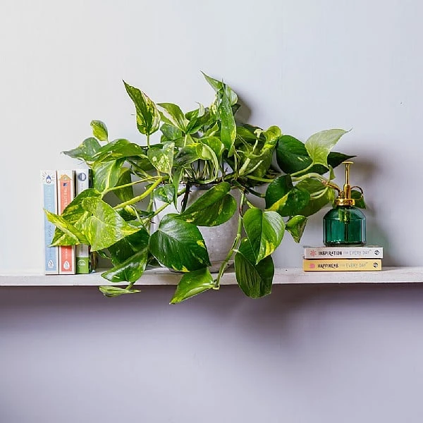 Devil's Ivy (Scindapsus) 1 Devil's Ivy (Scindapsus)