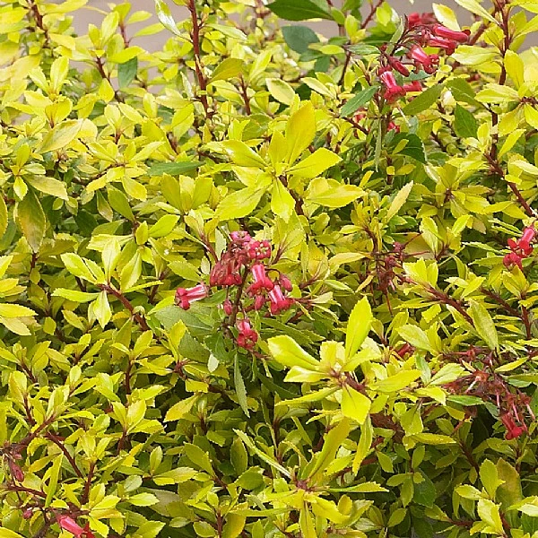 Escallonia 'Golden Carpet' 1 Escallonia 'Golden Carpet'