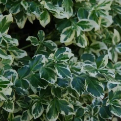 Euonymus Fortunei 'Silver Queen'