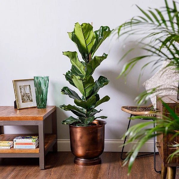 Fiddle-Leaf Fig (Ficus Lyrata) 1 Fiddle-Leaf Fig (Ficus Lyrata)