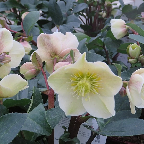 Helleborus X Ballardiae 'Cinnamon Snow' 1 Helleborus X Ballardiae 'Cinnamon Snow'