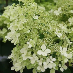 Hydrangea Paniculata 'Bobo'
