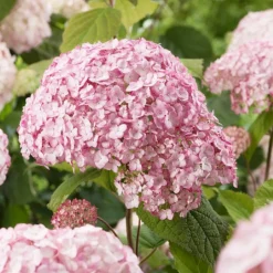 Hydrangea 'Candybelle Bubblegum'