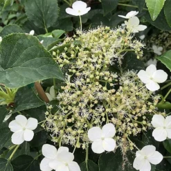 Hydrangea Anomalis 'Petiolaris'