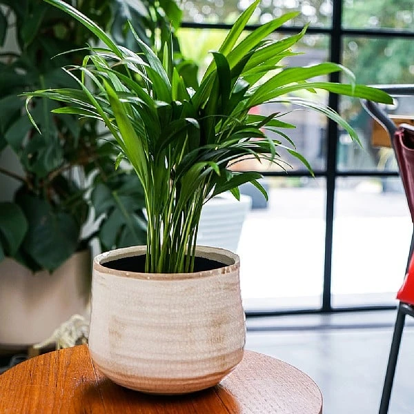 Ivyline Como Pot Cover Ivory (Various Sizes) 2 Ivyline Como Pot Cover Ivory (Various Sizes) - Image 2