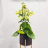 Kalanchoe Magic Bell