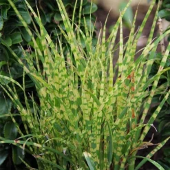 Miscanthus Sinensis 'Zebrinus Compact'