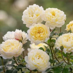 NYE Bevan English Shrub Rose