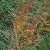 Panicum Virgatum 'Rehbraun'
