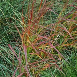 Panicum Virgatum 'Rehbraun'