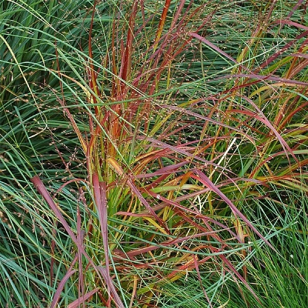 Panicum Virgatum 'Rehbraun' 1 Panicum Virgatum 'Rehbraun'