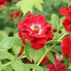 Ruby Rambler Climbing Rose