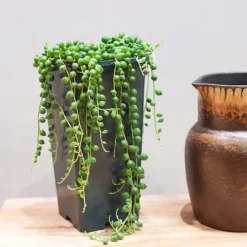 String Of Pearls (Senecio Rowleyanus) - Various Sizes
