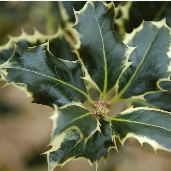 Ilex Aquifolium 'Argentea Marginata' 1 Ilex Aquifolium 'Argentea Marginata'