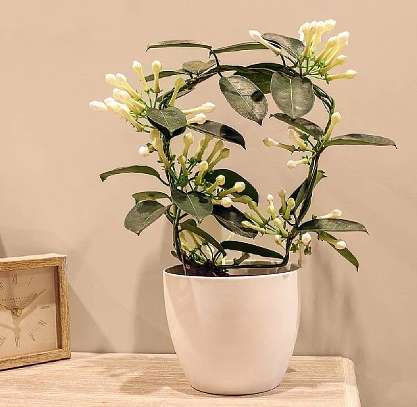 Stephanotis 4-6 Flowers 1 Stephanotis 4-6 Flowers