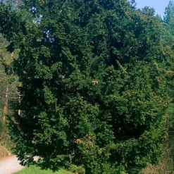 Taxus Baccata - Yew