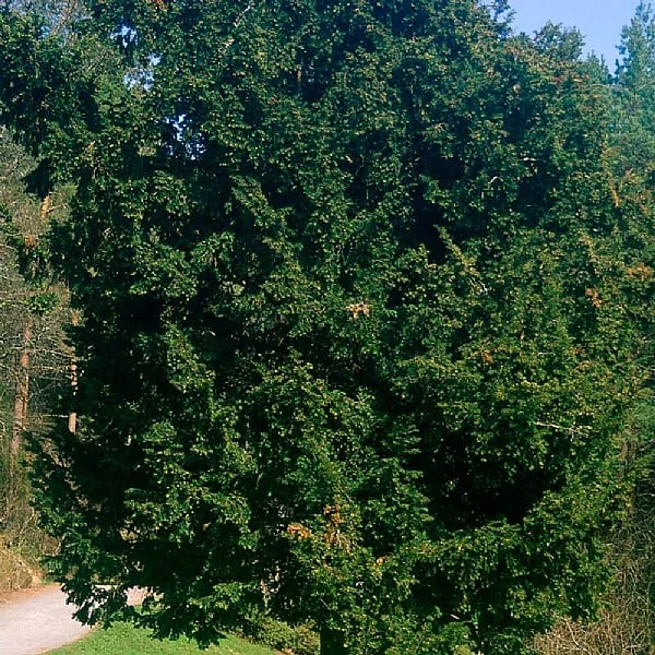 Taxus Baccata - Yew 1 Taxus Baccata - Yew