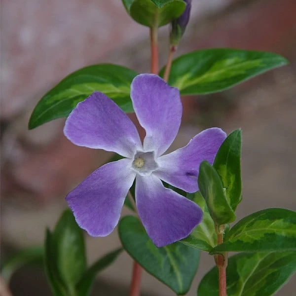 Vinca Major 'Maculata' 1 Vinca Major 'Maculata'
