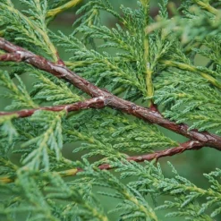 Cupressocyparis Leylandii