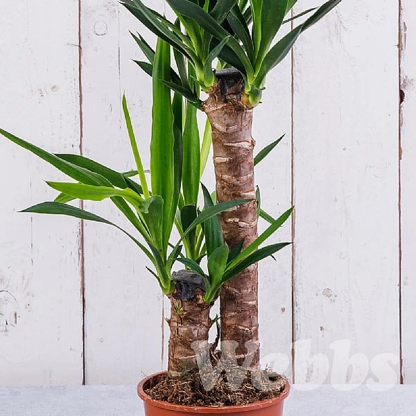 Yucca (Yucca Elephantipes) 2 Yucca (Yucca Elephantipes) - Image 2