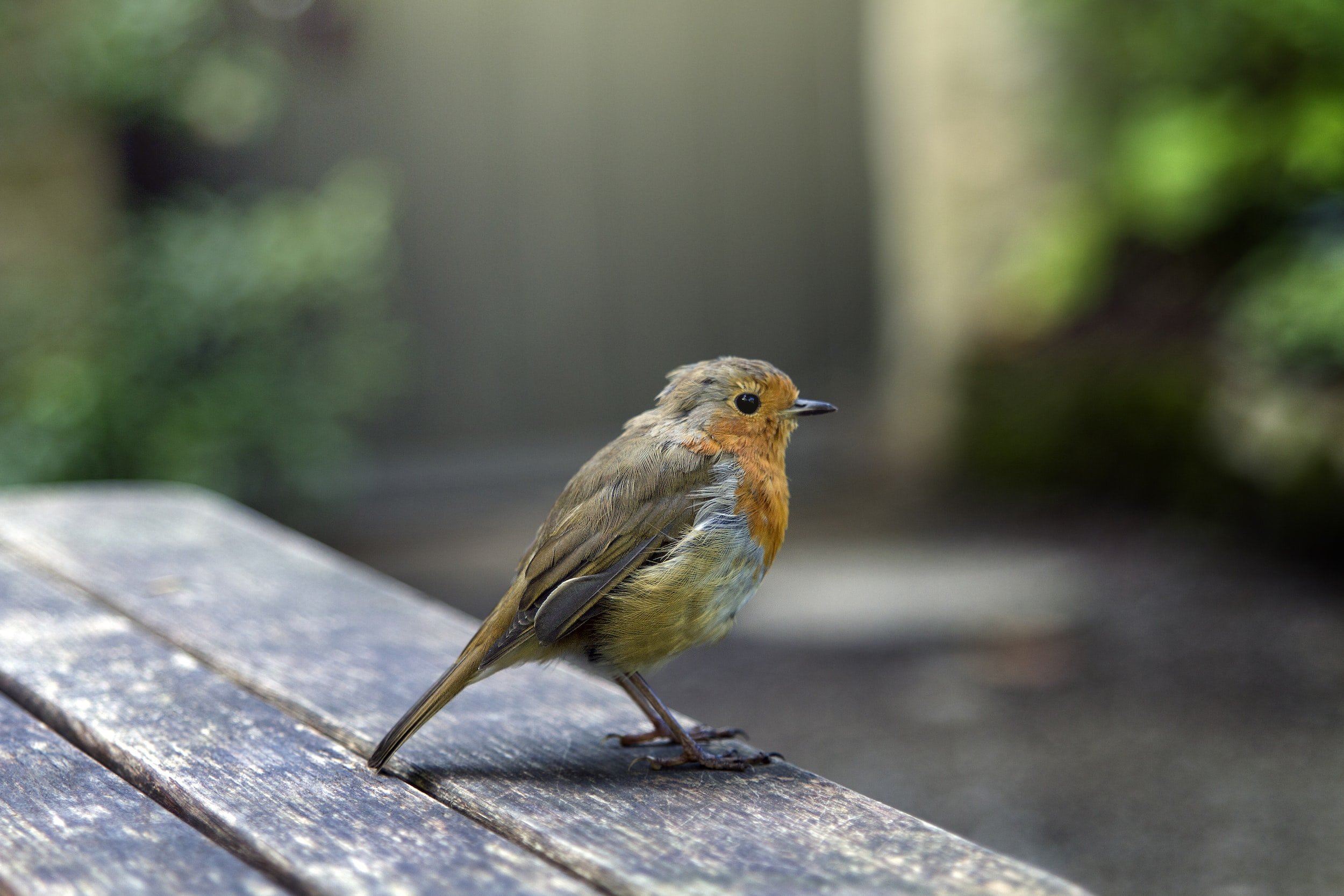 Westland || KOOPMAN || Felco Shop -Westland || KOOPMAN || Felco Shop ScenicRootsWildBirdsSupplies